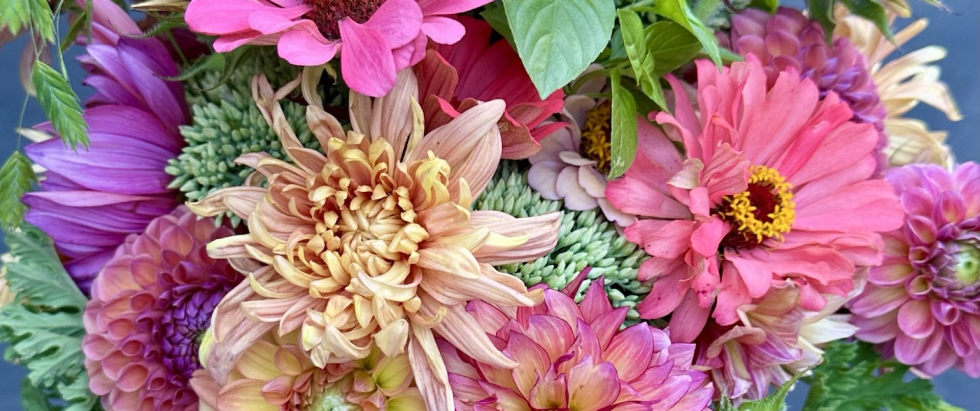 Dahlias, zinnias, sunflowers, Media Pennsylvania